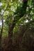 2014-10-31, 006, Naval Live Oaks, Gulf Shores NS