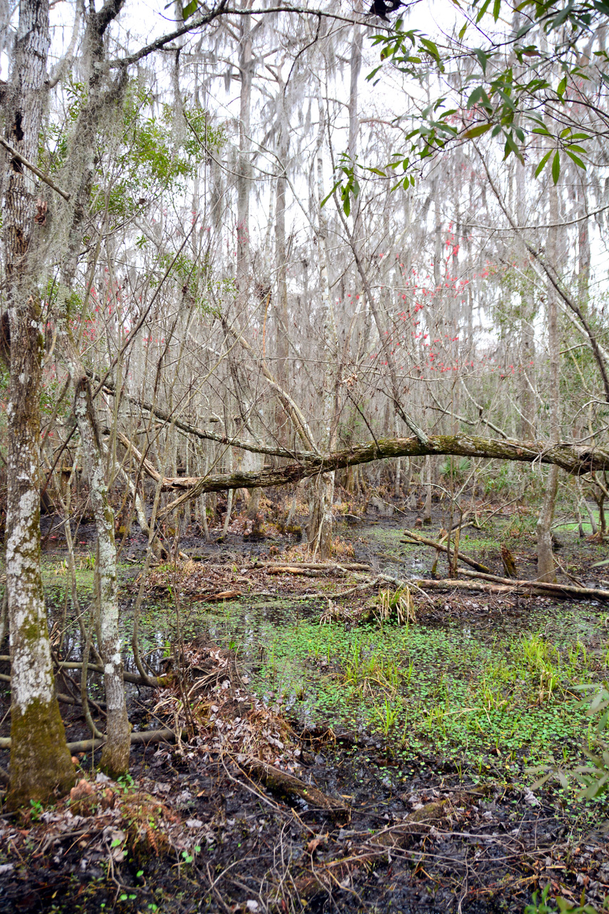 2015-02-15, 003, Jean Lafitte NP, Barataria, LA