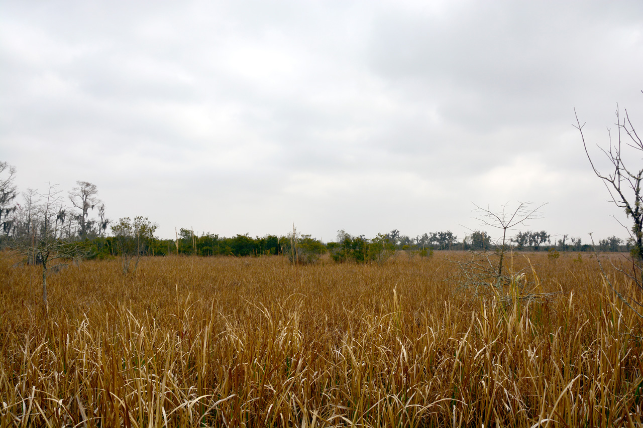 2015-02-15, 004, Jean Lafitte NP, Barataria, LA