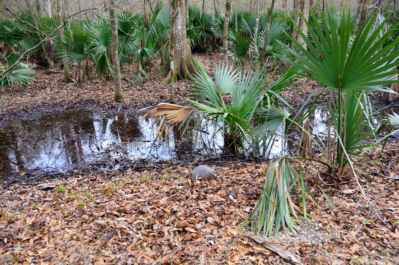 2015-02-15, 006, Jean Lafitte NP, Barataria, LA
