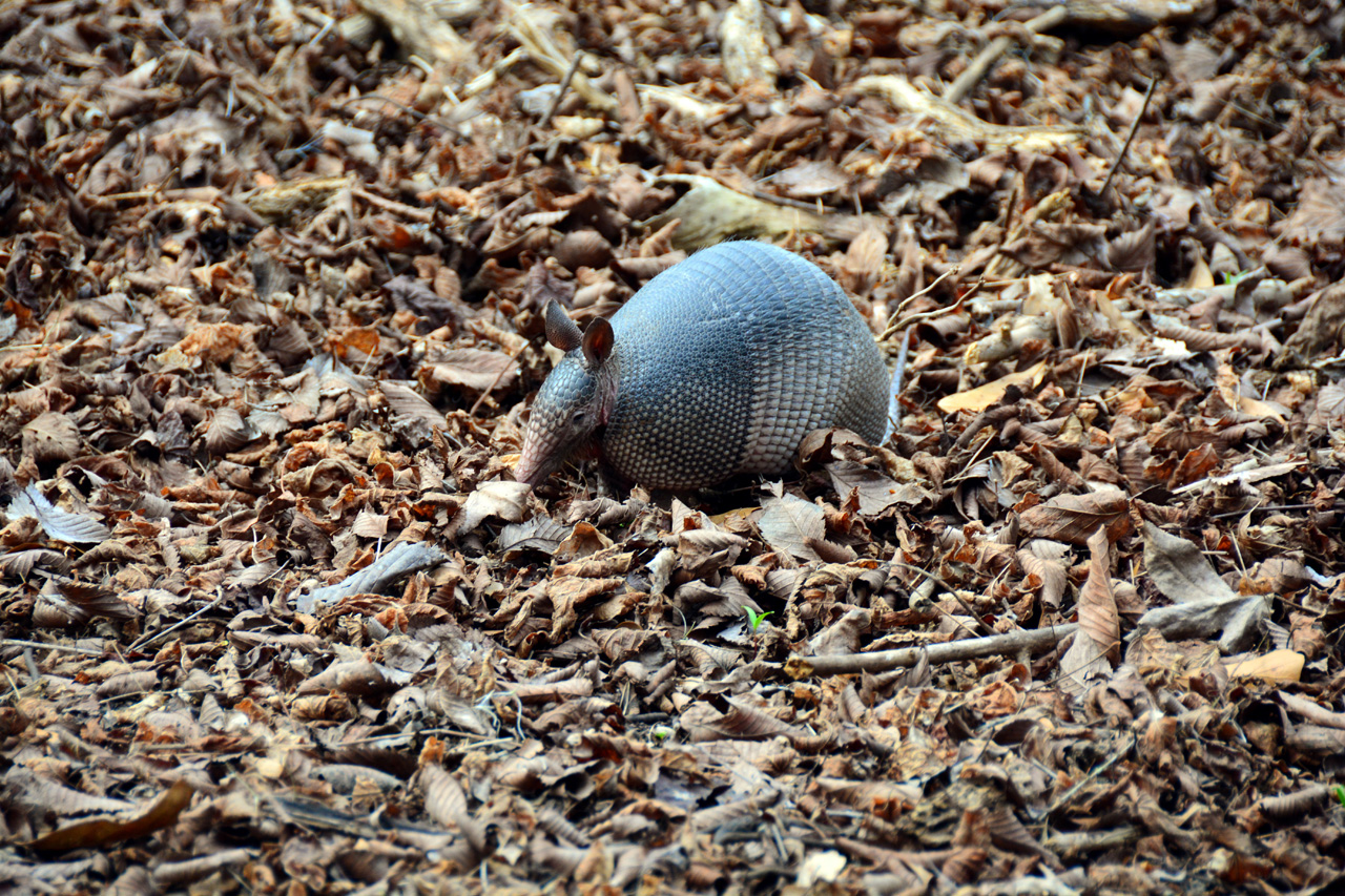 2015-02-15, 010, Jean Lafitte NP, Barataria, LA