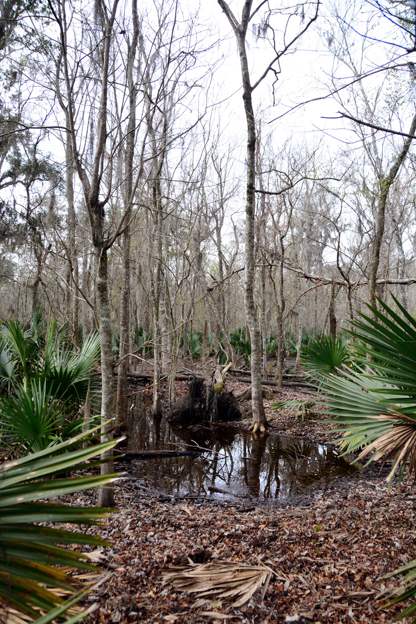 2015-02-15, 012, Jean Lafitte NP, Barataria, LA
