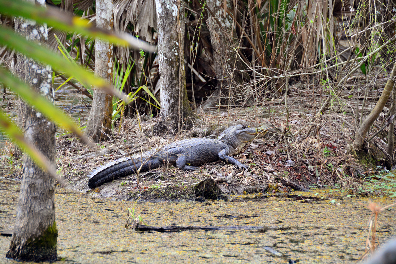 2015-02-15, 015, Jean Lafitte NP, Barataria, LA
