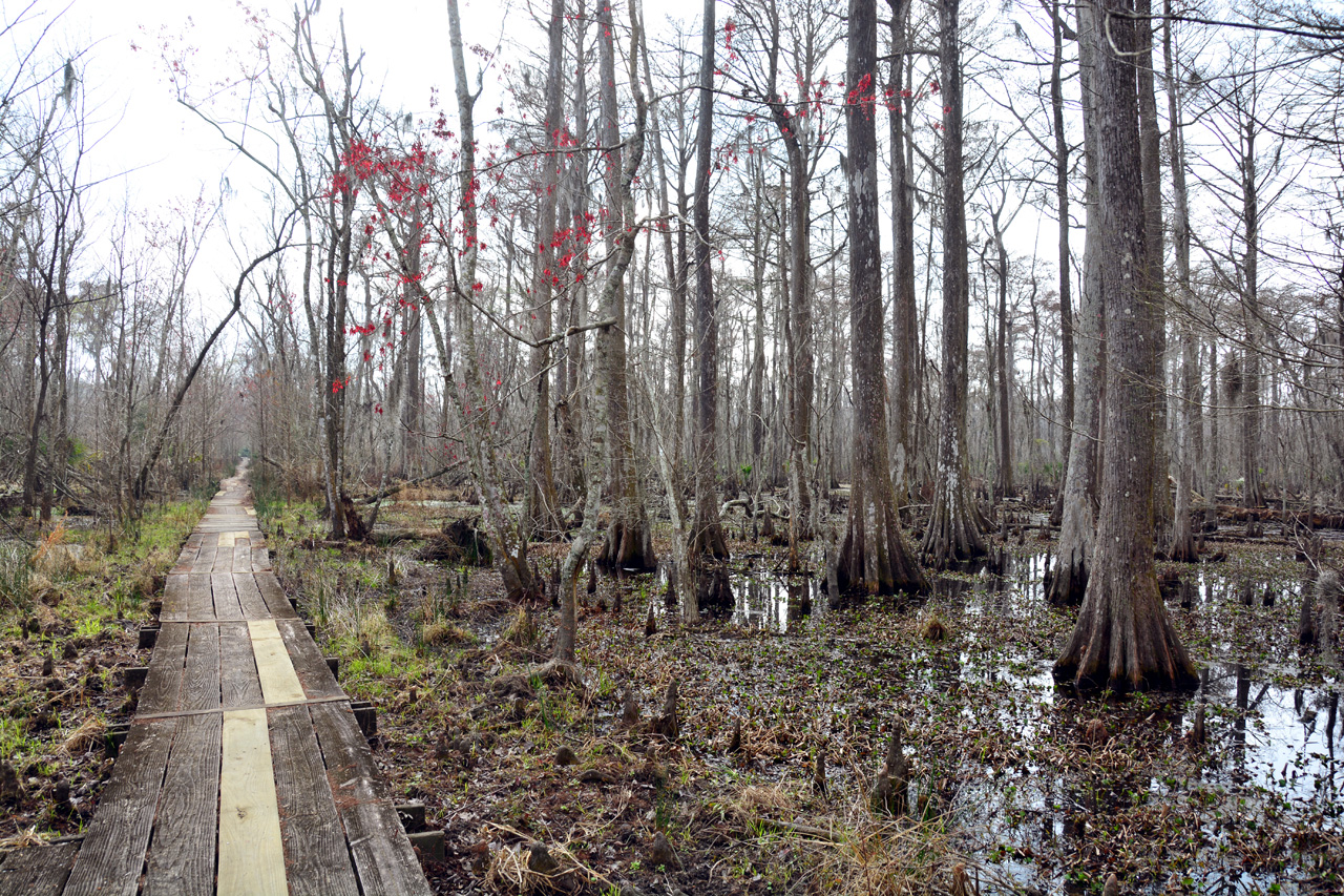2015-02-15, 018, Jean Lafitte NP, Barataria, LA