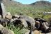 2015-04-08, 024, Hohokam Rd, Saguaro NP, AZ