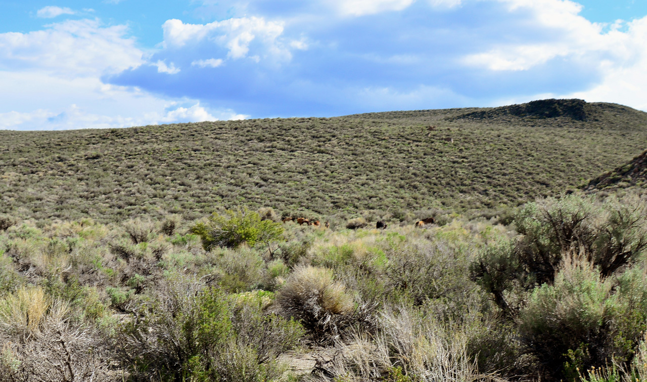 2015-06-12, 005, Wild Horses, Along CA-120.JPG