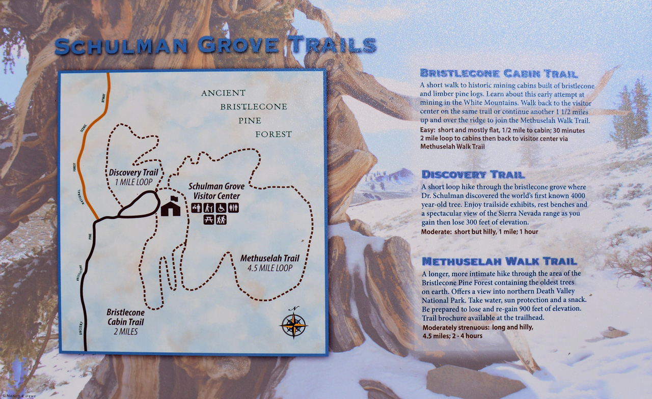 2015-06-01, 007, Ancient Bristlecone Pine Forest, CA