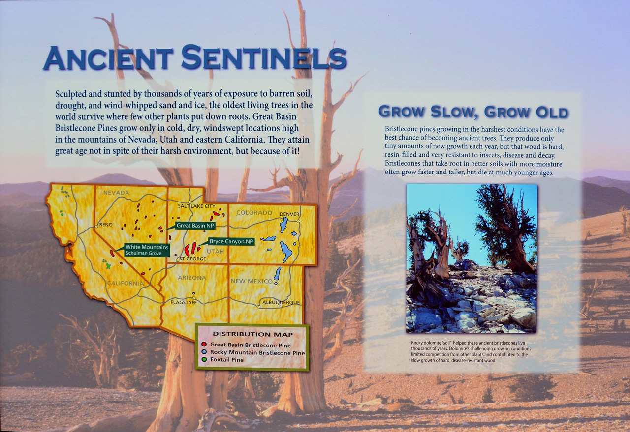 2015-06-01, 008, Ancient Bristlecone Pine Forest, CA