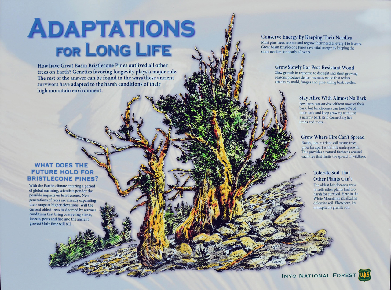 2015-06-01, 009, Ancient Bristlecone Pine Forest, CA