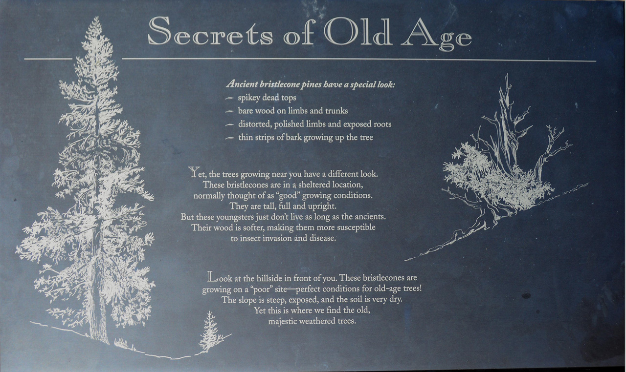 2015-06-01, 011, Ancient Bristlecone Pine Forest, CA