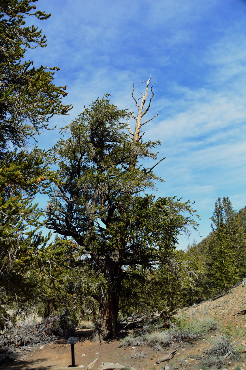 2015-06-01, 012, Schulman Grove - Methuselah Trai