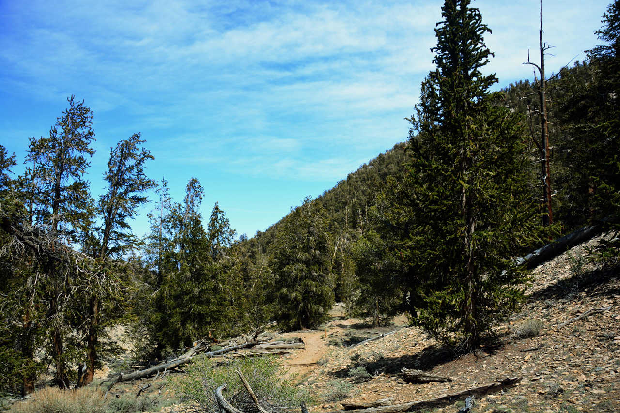 2015-06-01, 013, Schulman Grove - Methuselah Trai