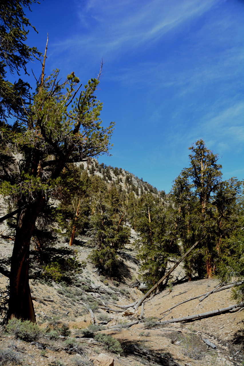 2015-06-01, 014, Schulman Grove - Methuselah Trai