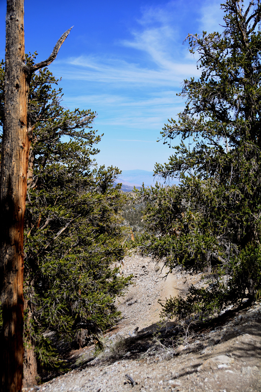 2015-06-01, 016, Schulman Grove - Methuselah Trai
