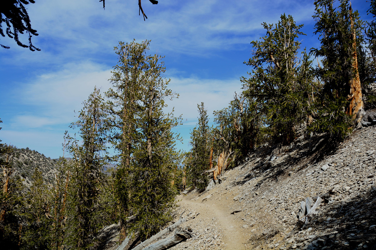 2015-06-01, 018, Schulman Grove - Methuselah Trai