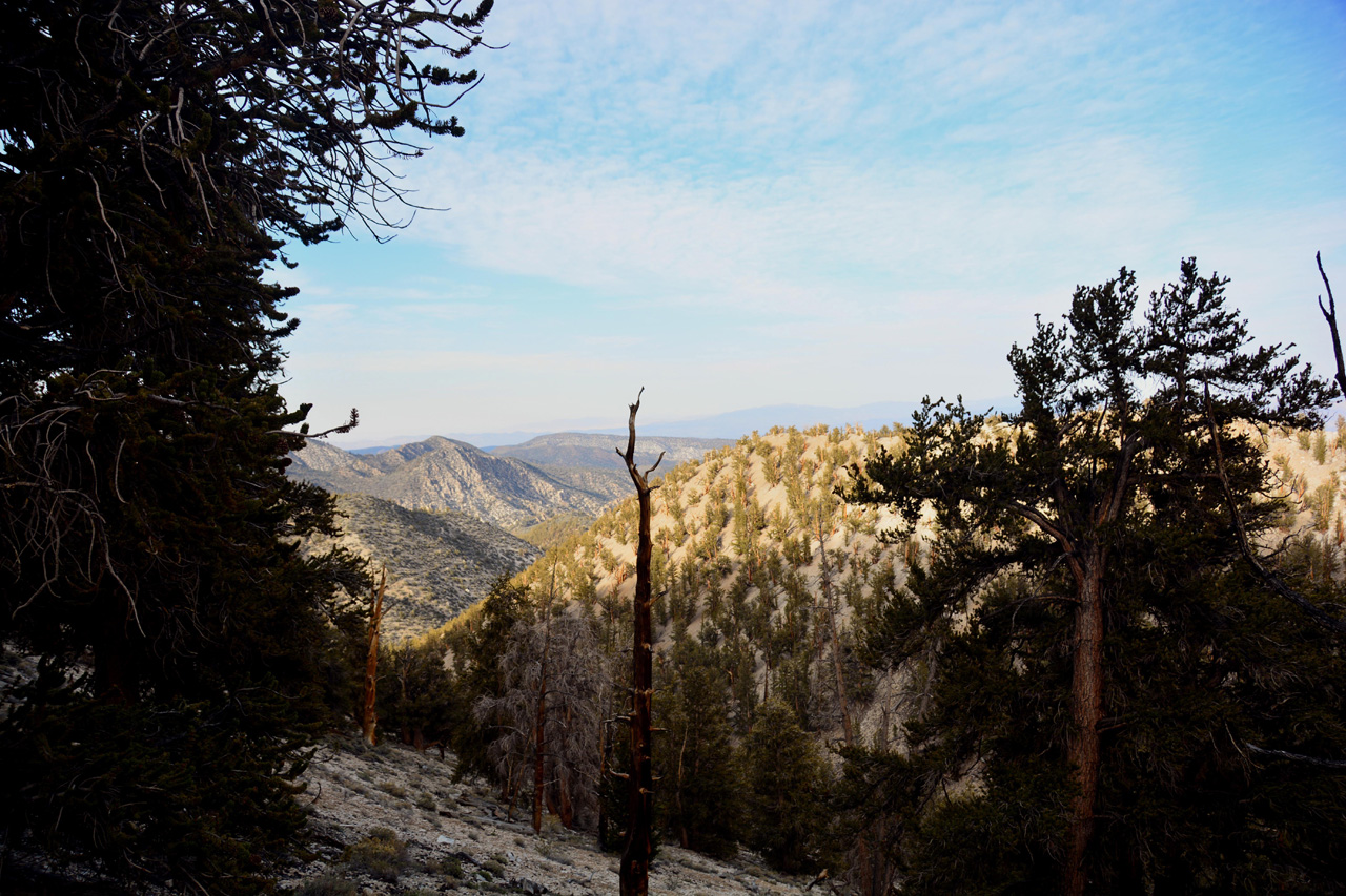 2015-06-01, 031, Schulman Grove - Methuselah Trai