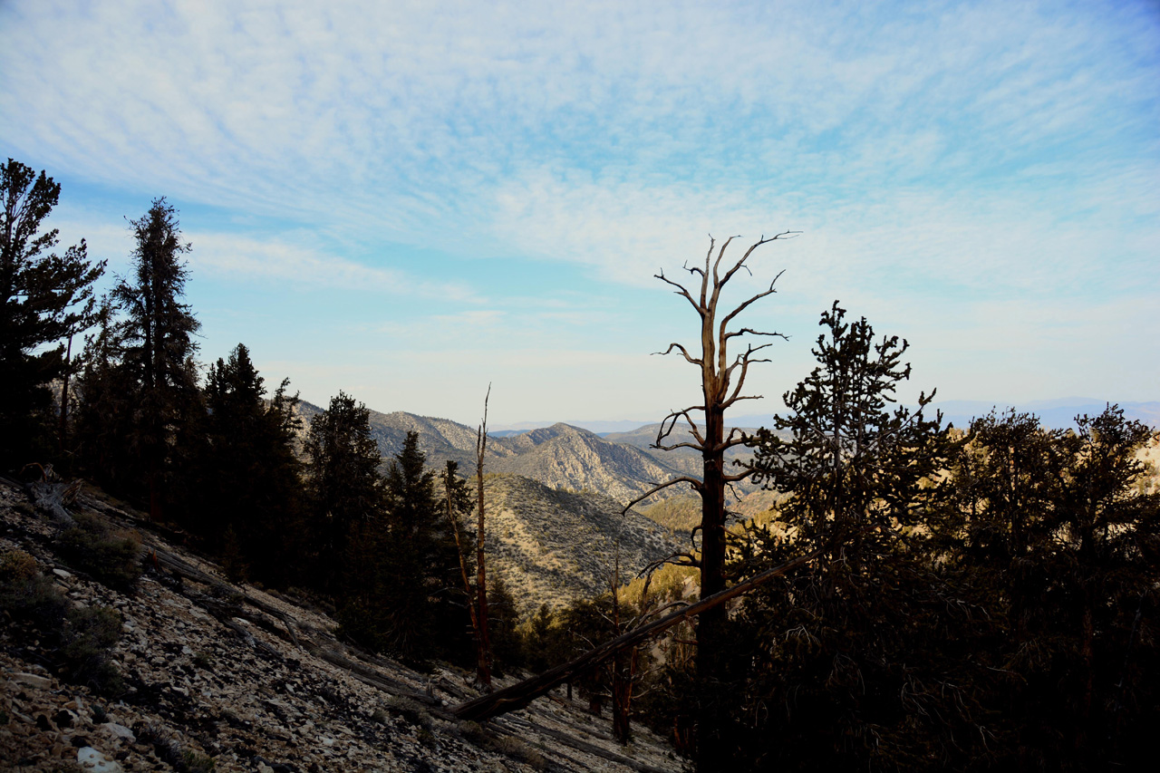 2015-06-01, 032, Schulman Grove - Methuselah Trail 