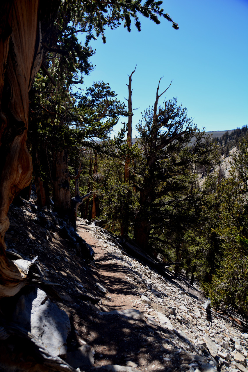 2015-06-01, 035, Schulman Grove - Methuselah Trail 