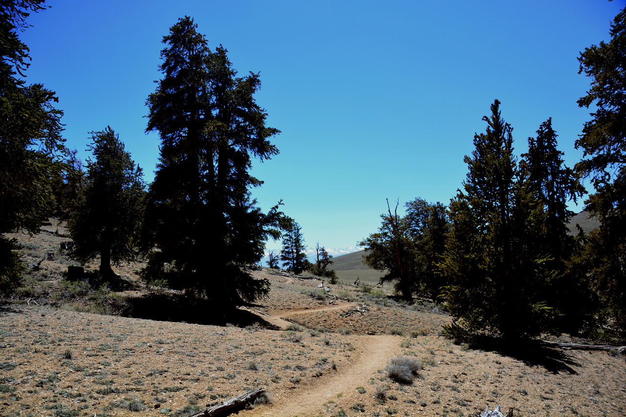 2015-06-02, 009, Schulman Grove - Bristlecone Cabin Trail
