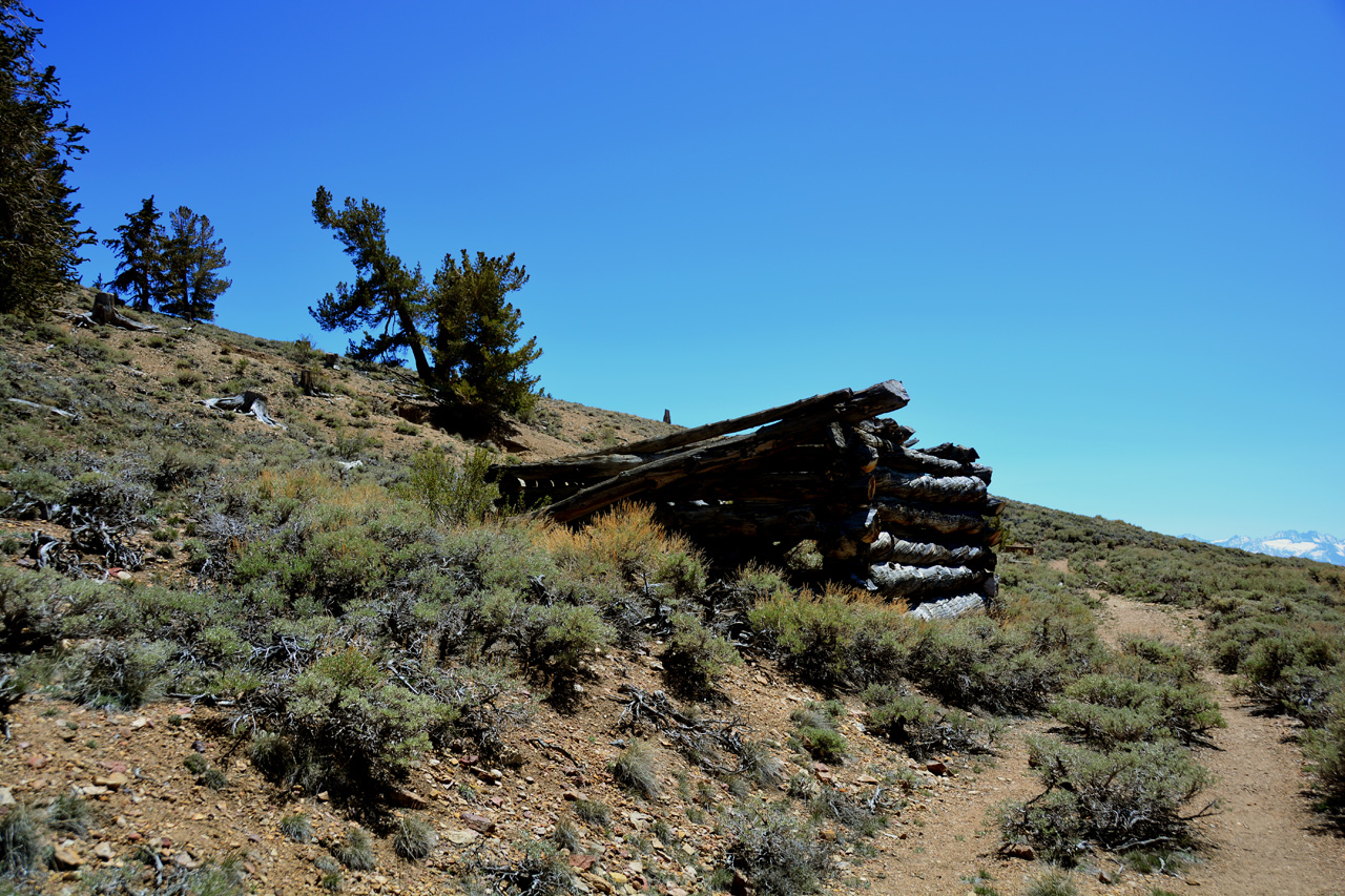 2015-06-02, 014, Schulman Grove - Bristlecone Cabin Trail