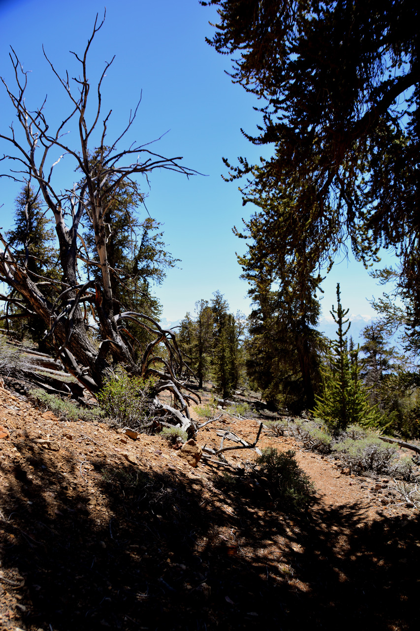 2015-06-02, 022, Schulman Grove - Bristlecone Cabin Trail