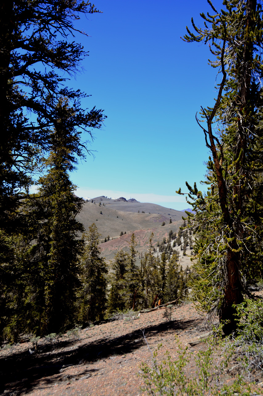 2015-06-02, 023, Schulman Grove - Bristlecone Cabin Trail