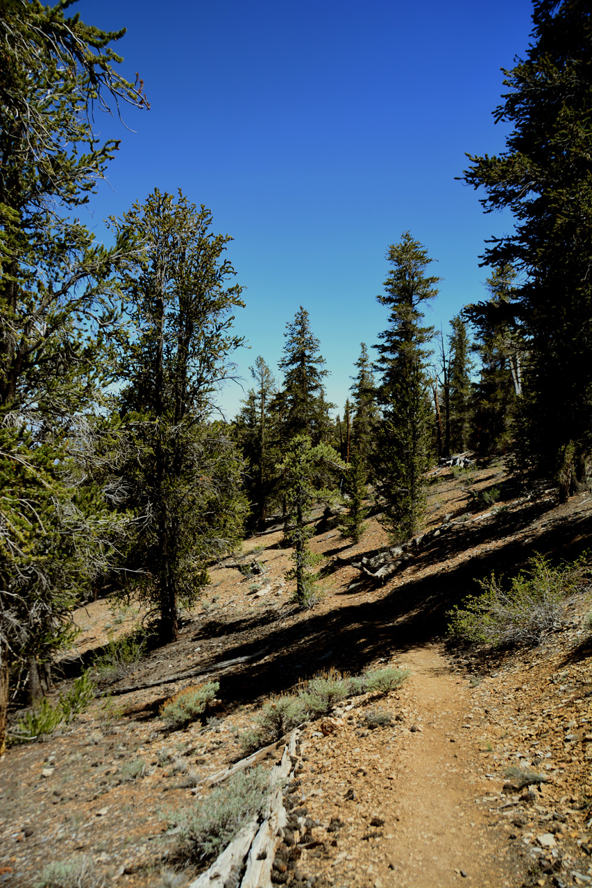 2015-06-02, 027, Schulman Grove - Bristlecone Cabin Trail