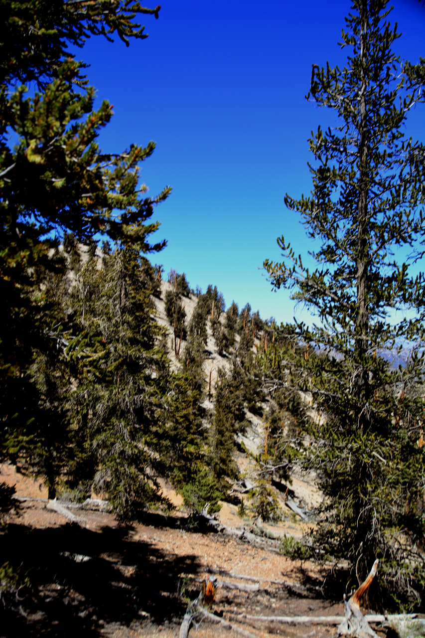 2015-06-02, 028, Schulman Grove - Bristlecone Cabin Trail