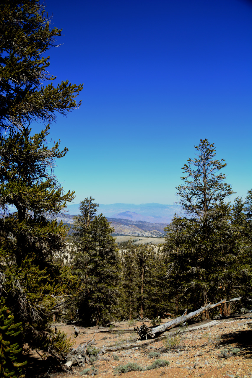 2015-06-02, 029, Schulman Grove - Bristlecone Cabin Trail