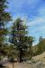 2015-06-01, 012, Schulman Grove - Methuselah Trai