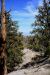 2015-06-01, 016, Schulman Grove - Methuselah Trai