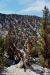 2015-06-01, 021, Schulman Grove - Methuselah Trai