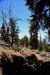 2015-06-02, 022, Schulman Grove - Bristlecone Cabin Trail