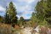 2015-06=12, 031, Trail to Rock Lake, Muir Wilderness