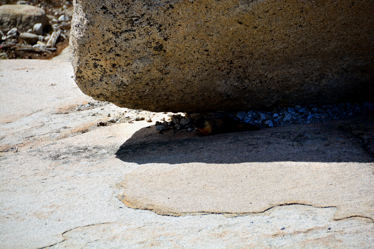 2015-06-28, 007, Yosemite NP, Marmot, CA