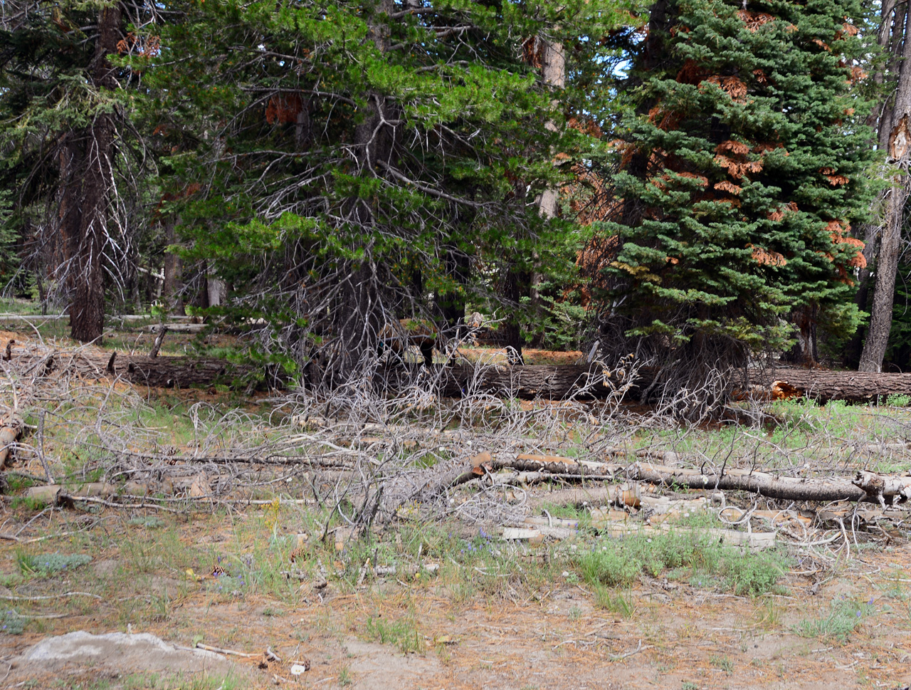 2015-06-30, 043, Yosemite NP, Bear, CA
