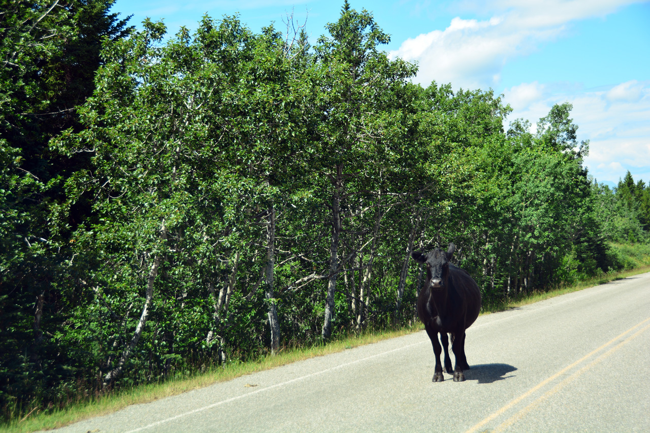 2015-07-18, 110, Glacier NP, MT, Along Chief Mtn Hwy