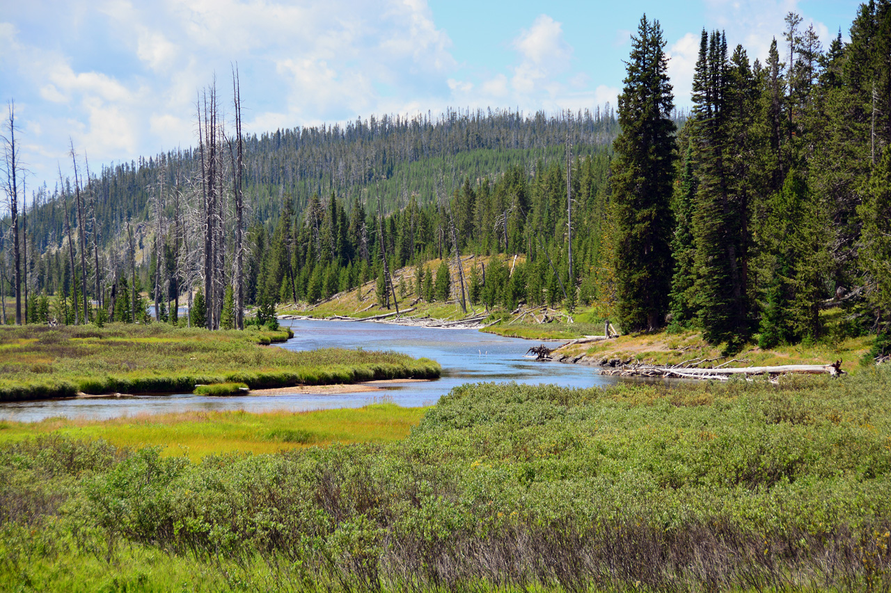 2015-07-24, 030, Yellowstons NP, WY, Lewis Falls Area