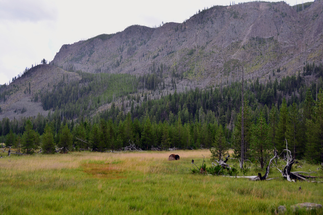 2015-07-23, 008, Yellowstone NP, WY, Buffalo
