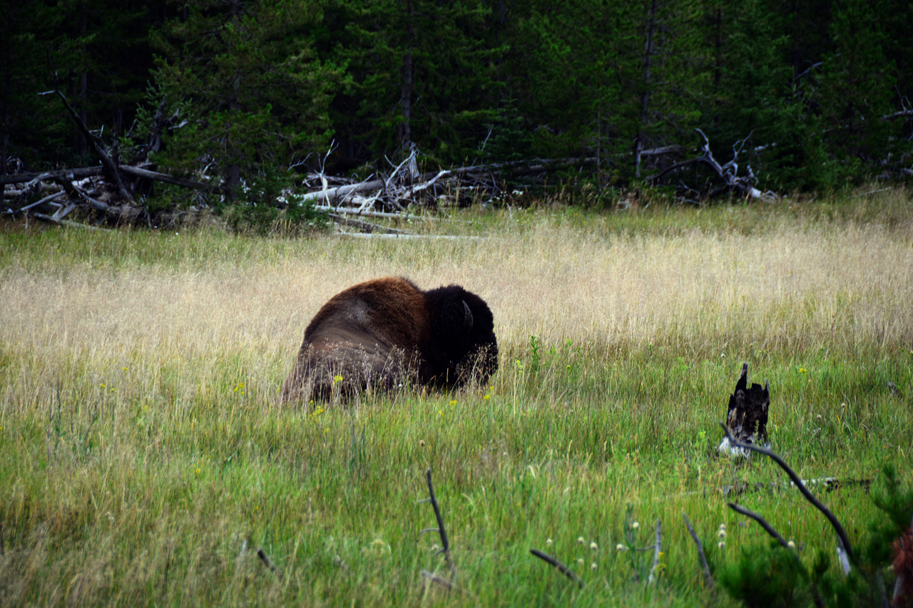 2015-07-23, 009, Yellowstone NP, WY, Buffalo
