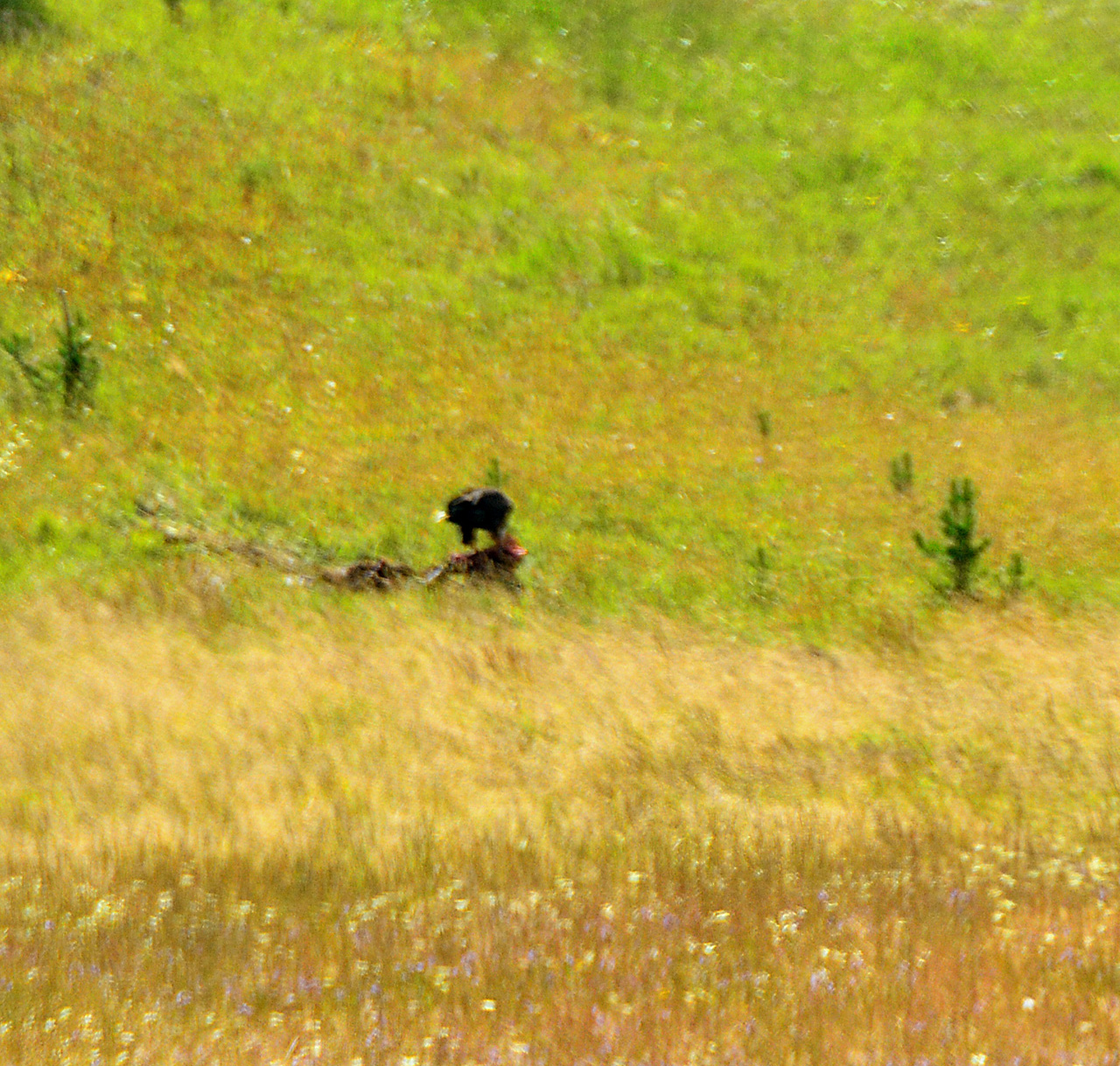 2015-07-26, 082, Yellowstone NP, WY, Eagle with Kill