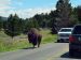 2015-07-26, 067, Yellowstone NP, WY, Buffalo on Road