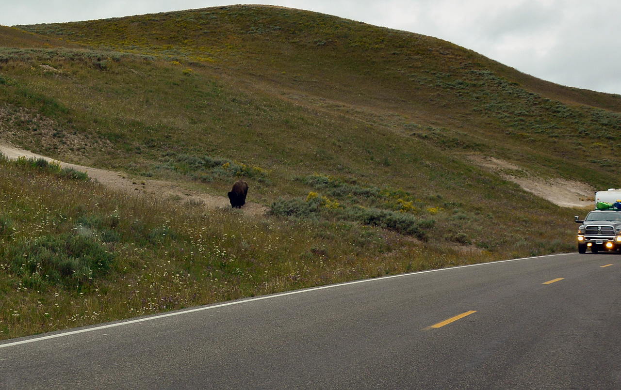 2015-07-27, 077, Yellowstone NP, WY, Buffalo