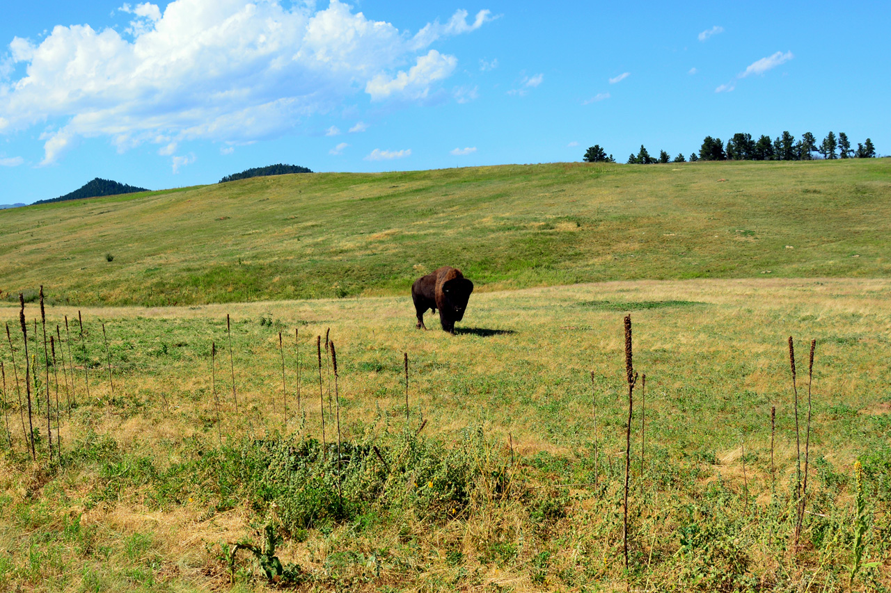 2015-08-01, 002, Wind Cave NP, SD, Buffalo