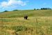 2015-08-01, 002, Wind Cave NP, SD, Buffalo