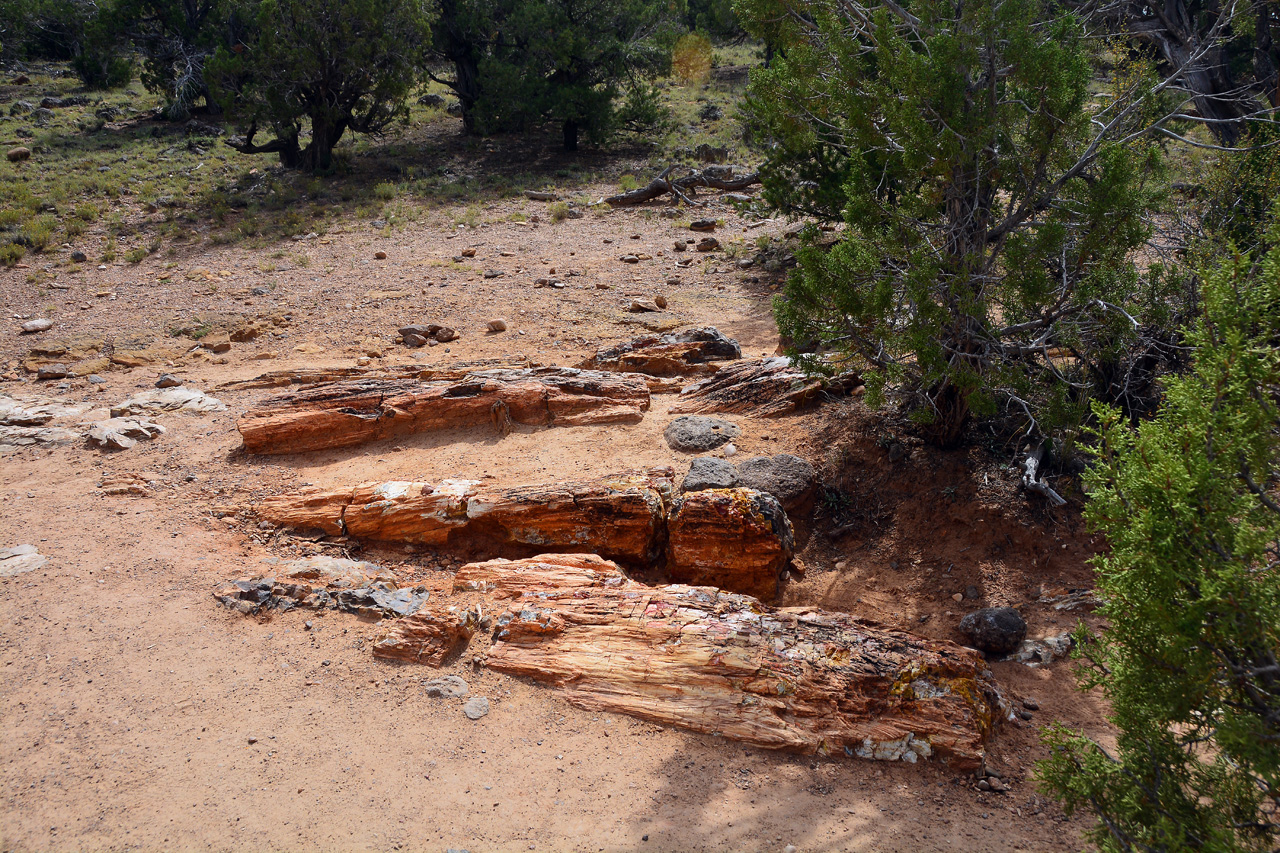 2015-09-30, 014, Escalante SP, UT, Petrified Forest Trail