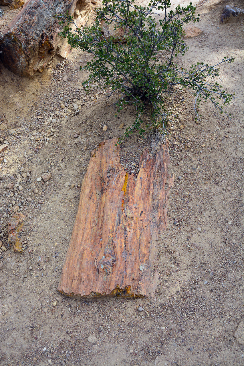 2015-09-30, 029, Escalante SP, UT, Trail of Sleeping Rainbows