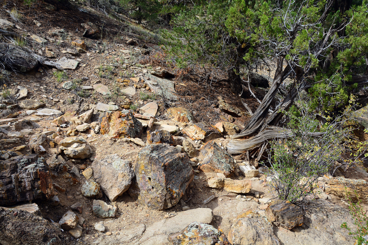 2015-09-30, 035, Escalante SP, UT, Trail of Sleeping Rainbows