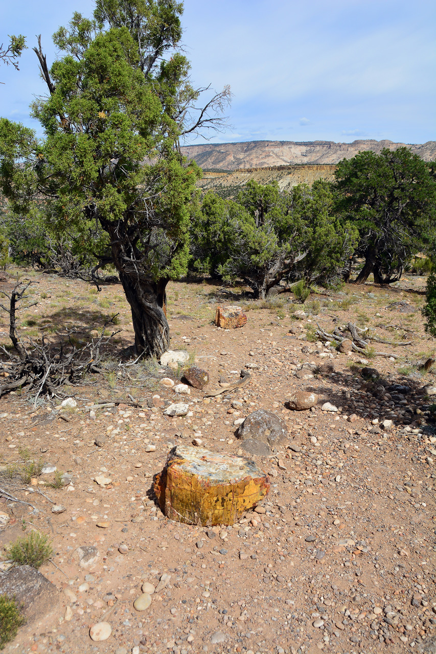 2015-09-30, 055, Escalante SP, UT, Petrified Forest Trail