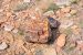 2015-09-30, 022, Escalante SP, UT, Trail of Sleeping Rainbows